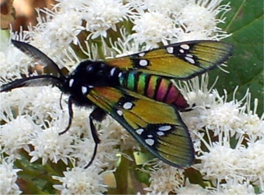 Princely Tiger Moth - Chrysocale principalis (Walker, 1864)