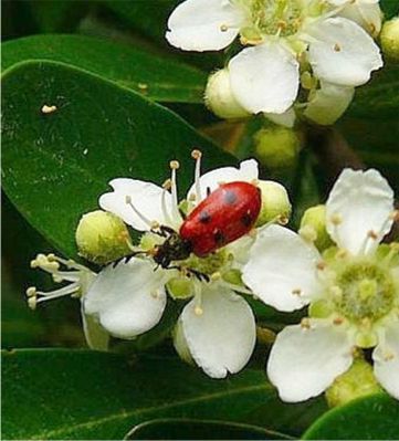 Pelonides quadripunctatus (Say)