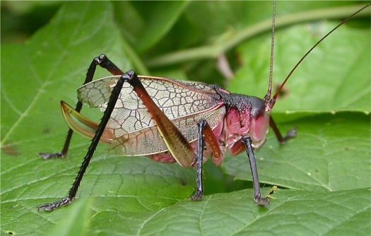 Central Texas Leaf Katydid - Paracyrtophyllus robustus (Caudell 1906)