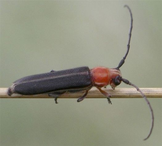 Firefly-mimicking Longhorn - Mecas rotundicollis Thomson, 1868