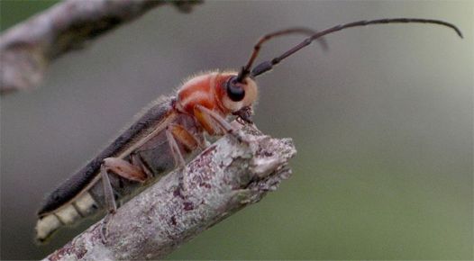 Firefly-mimicking Longhorn - Mecas rotundicollis Thomson, 1868