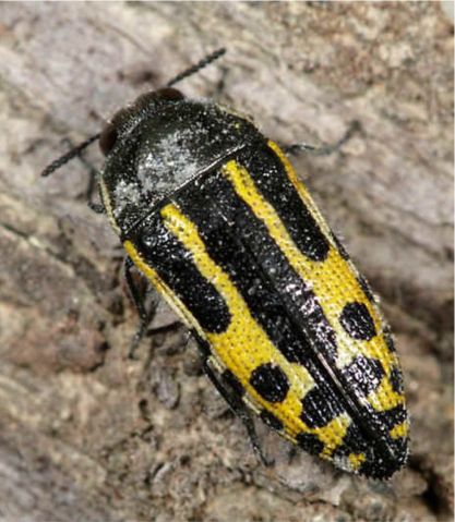 Acmaeodera scalaris Mannerheim, 1837