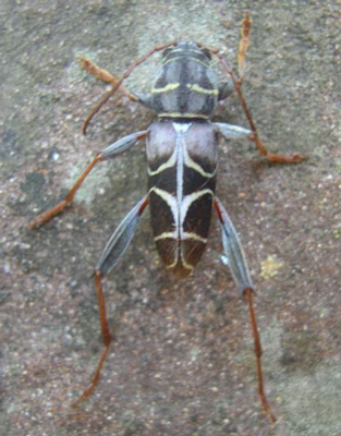 Grey-winged Neoclyt-Borer - Neoclytus scutellaris (Olivier, 1790)