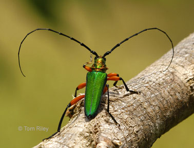 Plinthocoelium suaveolens suaveolens (Linnaeus, 1768) 