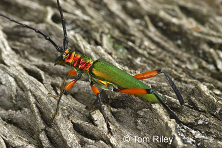 Plinthocoelium suaveolens suaveolens (Linnaeus, 1768) 