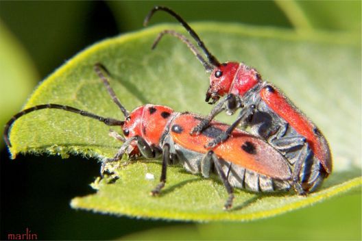 Red Milkweed Beetle - Tetraopes tetrophthalmus (Forster)