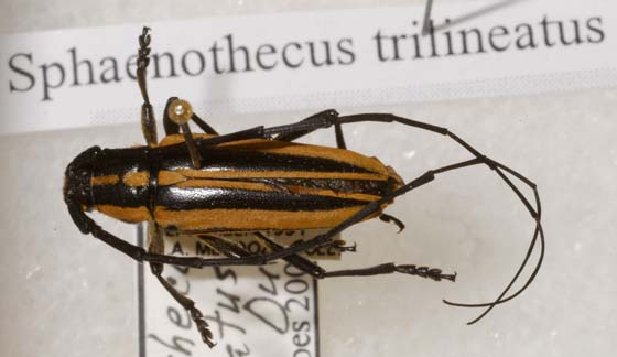 Sphaenothecus trilineatus Dupont, 1838