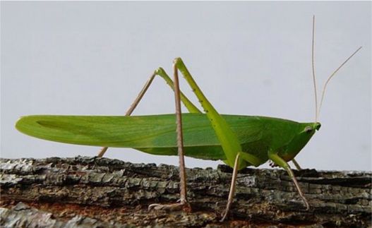 Greater Anglewing Katydid - Microcentrum rhombifolium