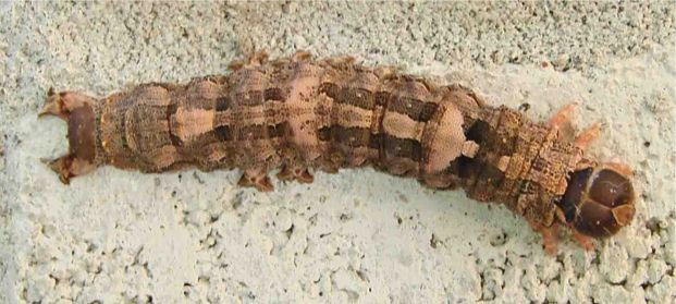 Black Witch Moth - Larva