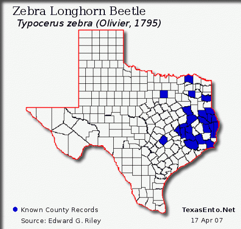 Zebra Longhorn Beetle - Typocerus zebra (Olivier, 1795)